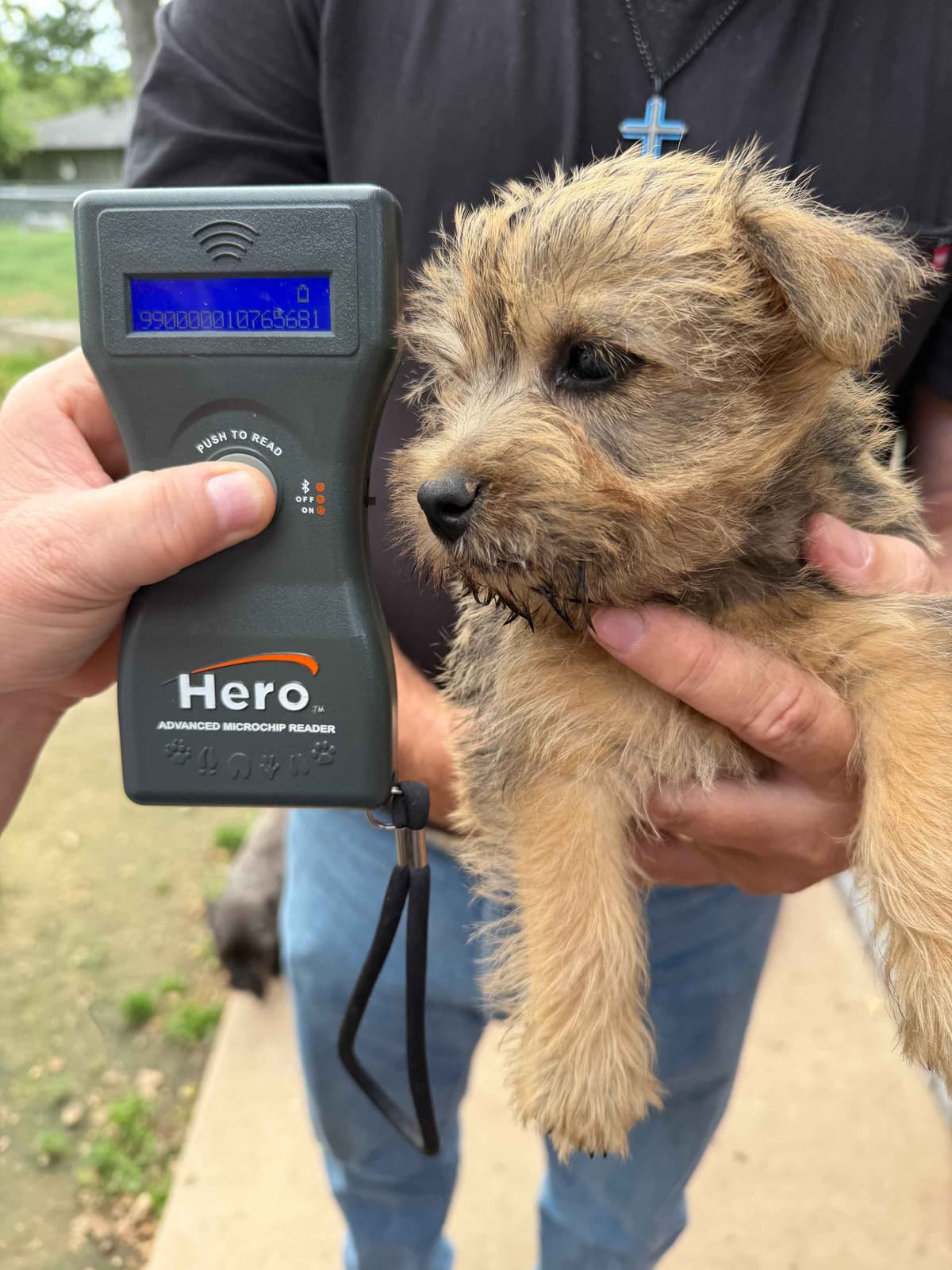 Cairn Terrier Puppies breeder image 14