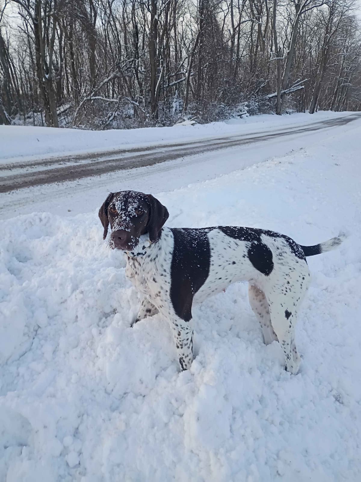 German Shorthaired Pointer Puppies breeder image 1