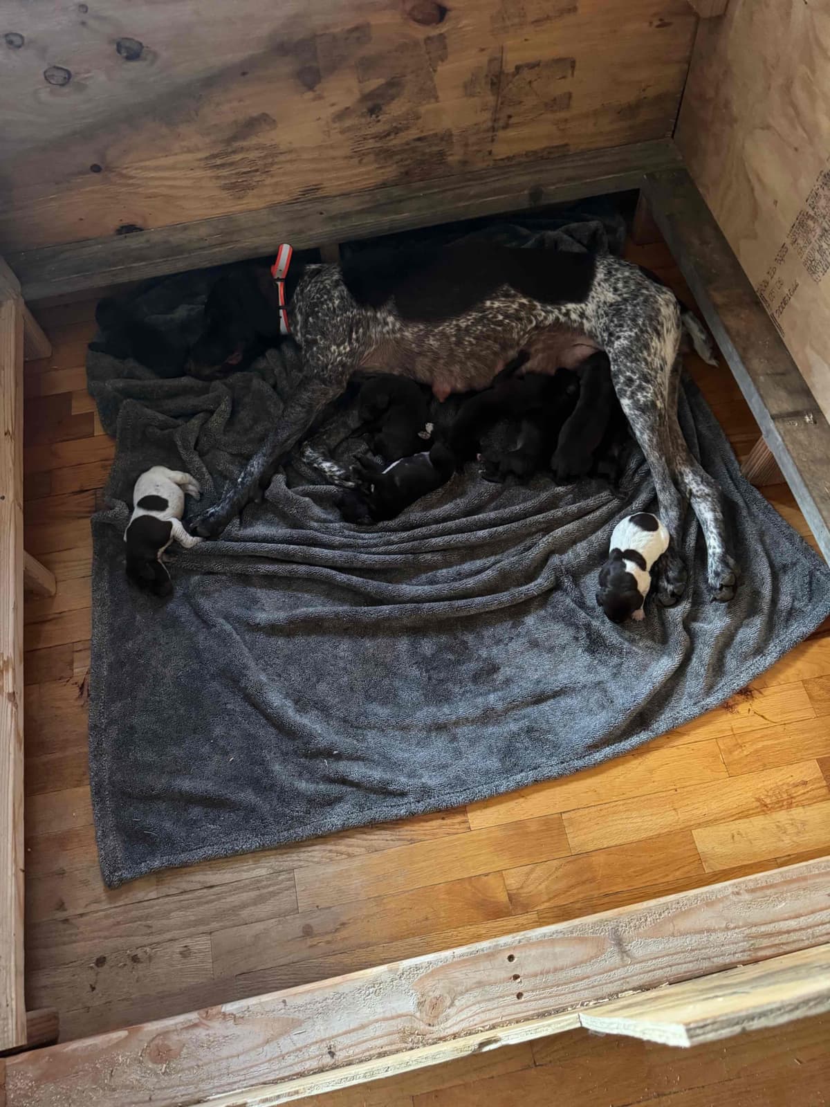 German Shorthaired Pointer Puppies breeder image 3