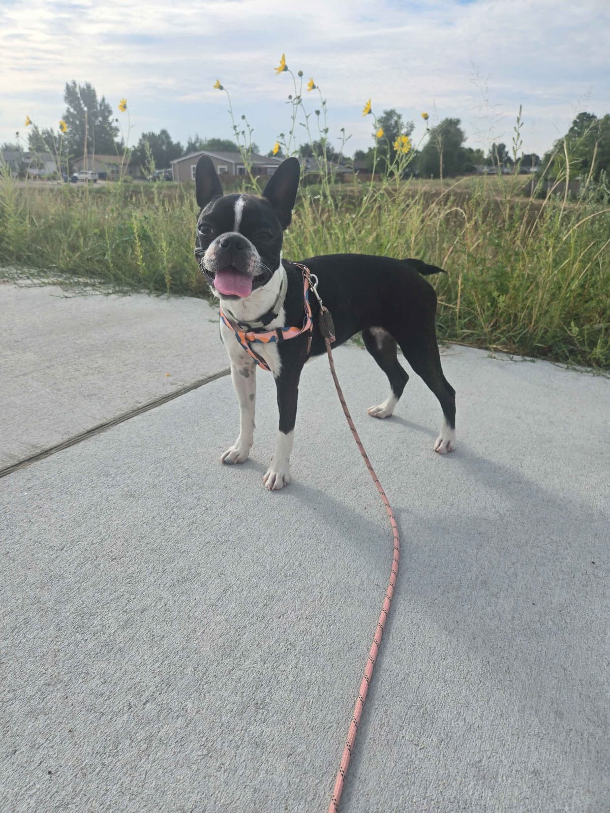 Boston Terrier Puppies breeder image 21