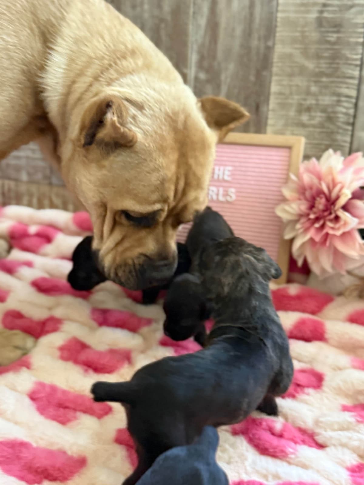 Cane Corso Puppies breeder image 11
