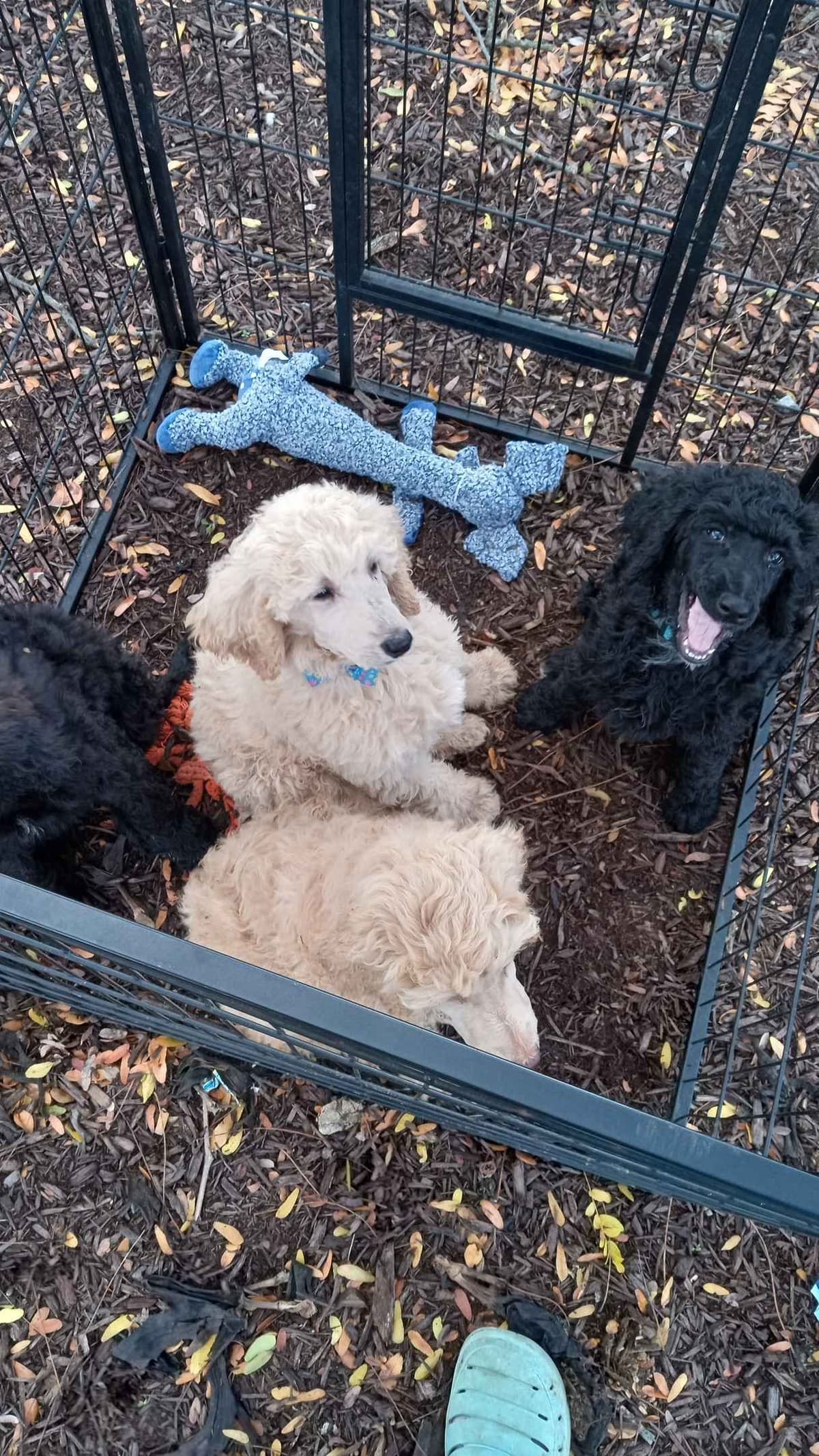 Poodle Puppies breeder image 6