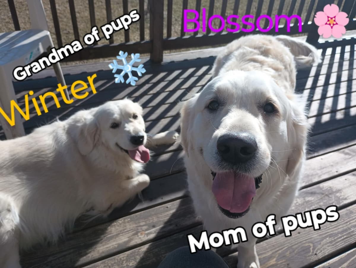 Golden Retriever Puppies (English cream) breeder image 5