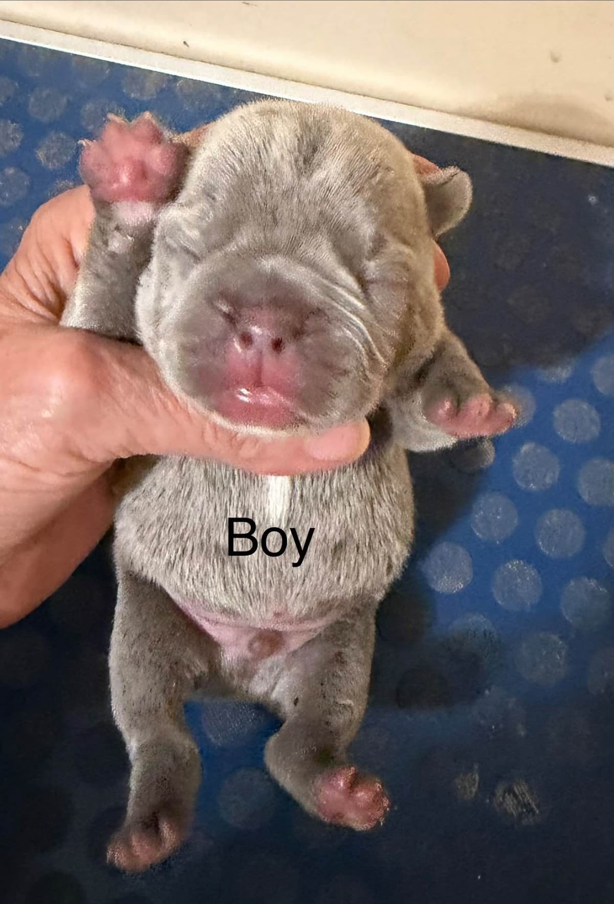 Yorkshire Terrier Puppies breeder image 4