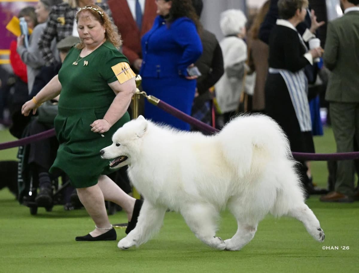 Samoyed Puppies breeder image 1