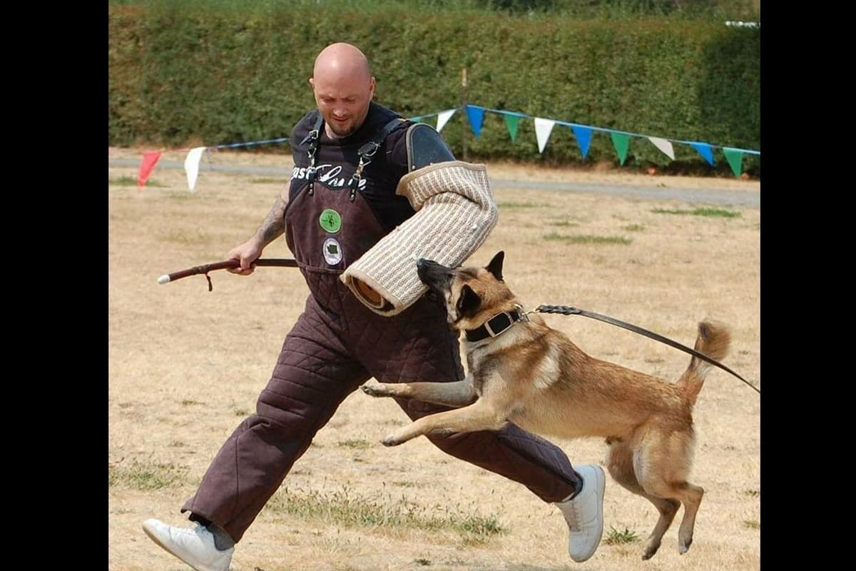 Belgian Malinois Puppies breeder image 14