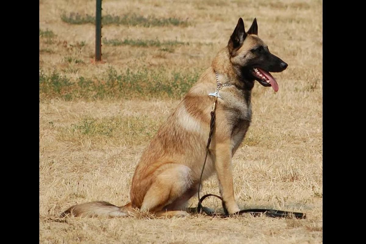 Belgian Malinois Puppies breeder image 4