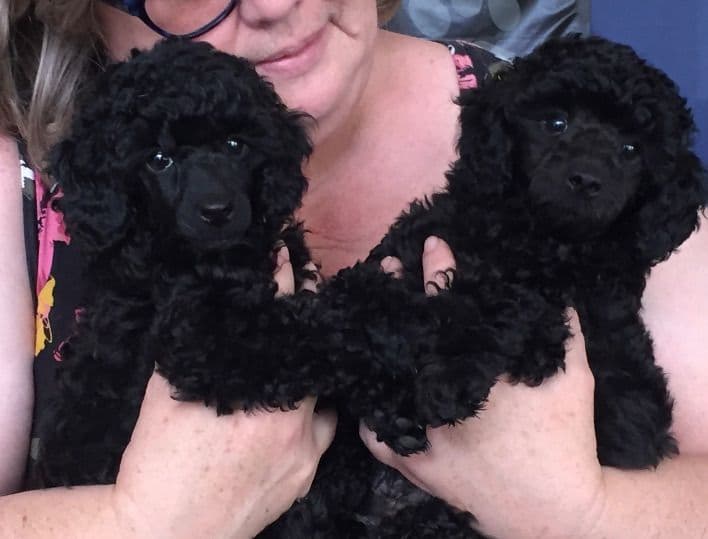 Poodle Puppies breeder image 15