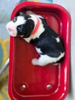 Lillian Hope's Springers