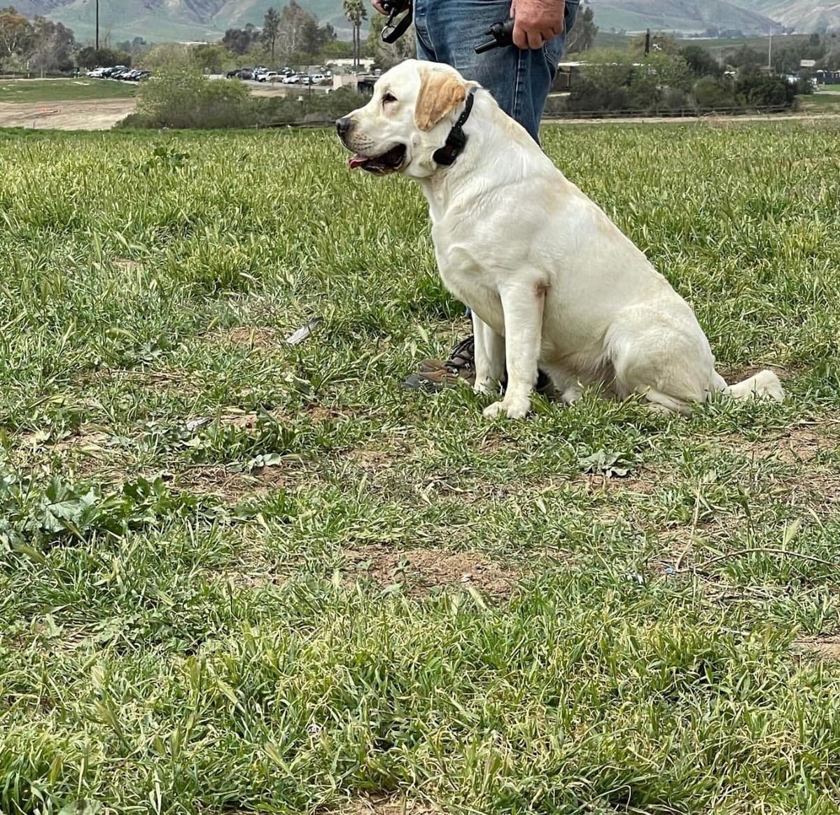 Yellow Lab Puppies breeder image 11
