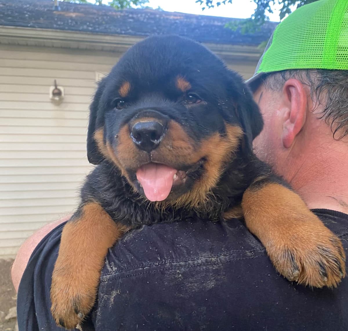 Rottweiler Puppies ready June 28 2026 breeder image 18