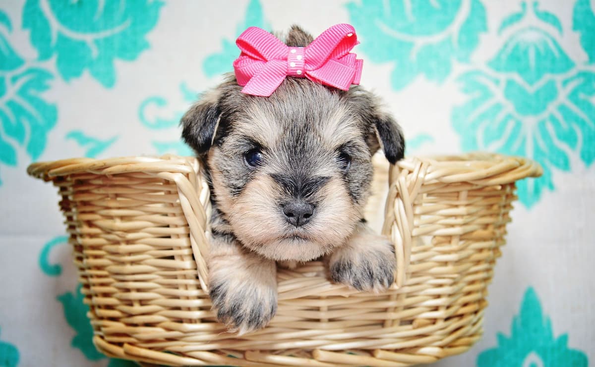 Miniature Schnauzer Puppies breeder image 5