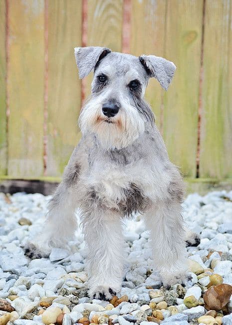 Miniature Schnauzer Puppies breeder image 17