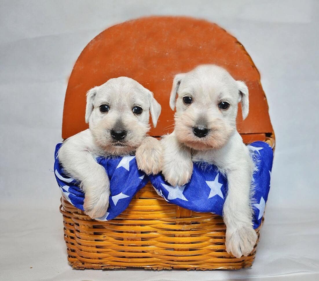Miniature Schnauzer Puppies breeder image 23