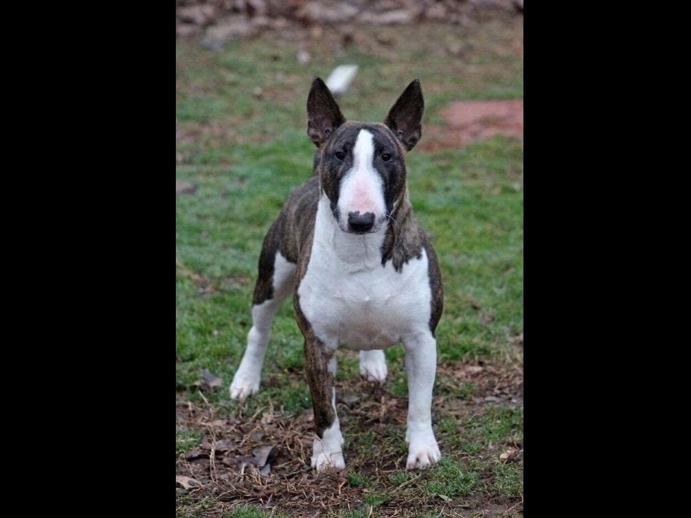 Miniature Bull Terrier Puppies breeder image 15