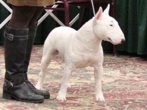 Miniature Bull Terrier Puppies breeder image 13