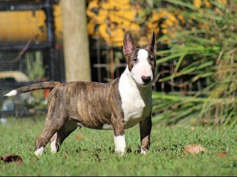 Miniature Bull Terrier Puppies breeder image 12