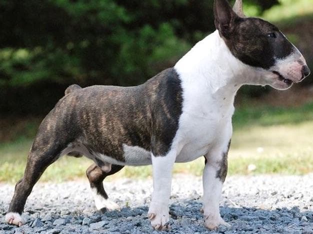 Miniature Bull Terrier Puppies breeder image 11