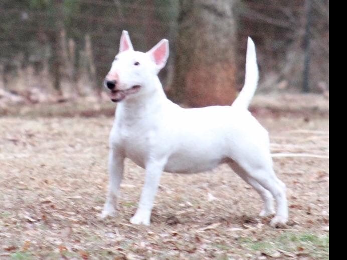 Miniature Bull Terrier Puppies breeder image 10