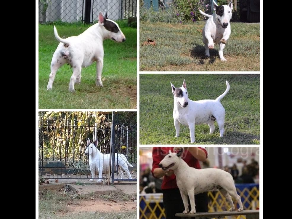 Miniature Bull Terrier Puppies breeder image 9
