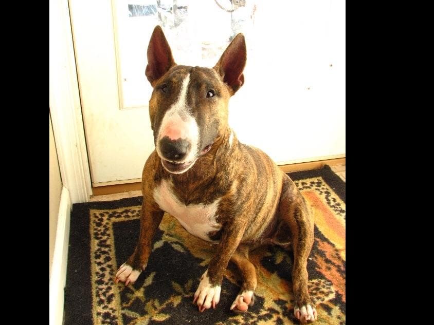 Miniature Bull Terrier Puppies breeder image 7