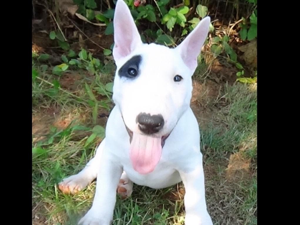 Miniature Bull Terrier Puppies breeder image 6