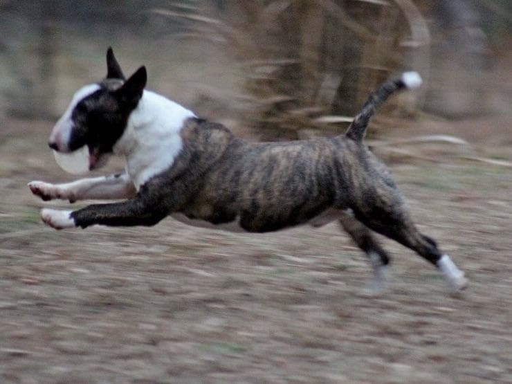 Miniature Bull Terrier Puppies breeder image 5