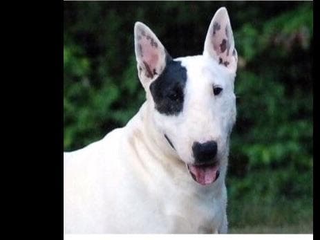 Miniature Bull Terrier Puppies breeder image 4