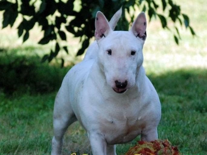 Miniature Bull Terrier Puppies breeder image 3