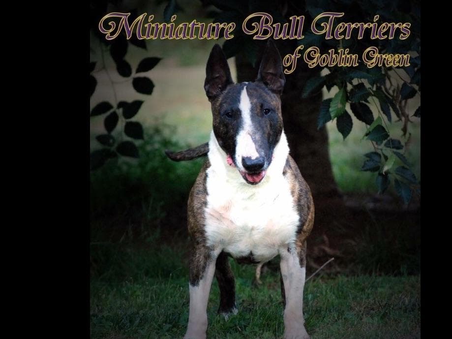Miniature Bull Terrier Puppies breeder image 2