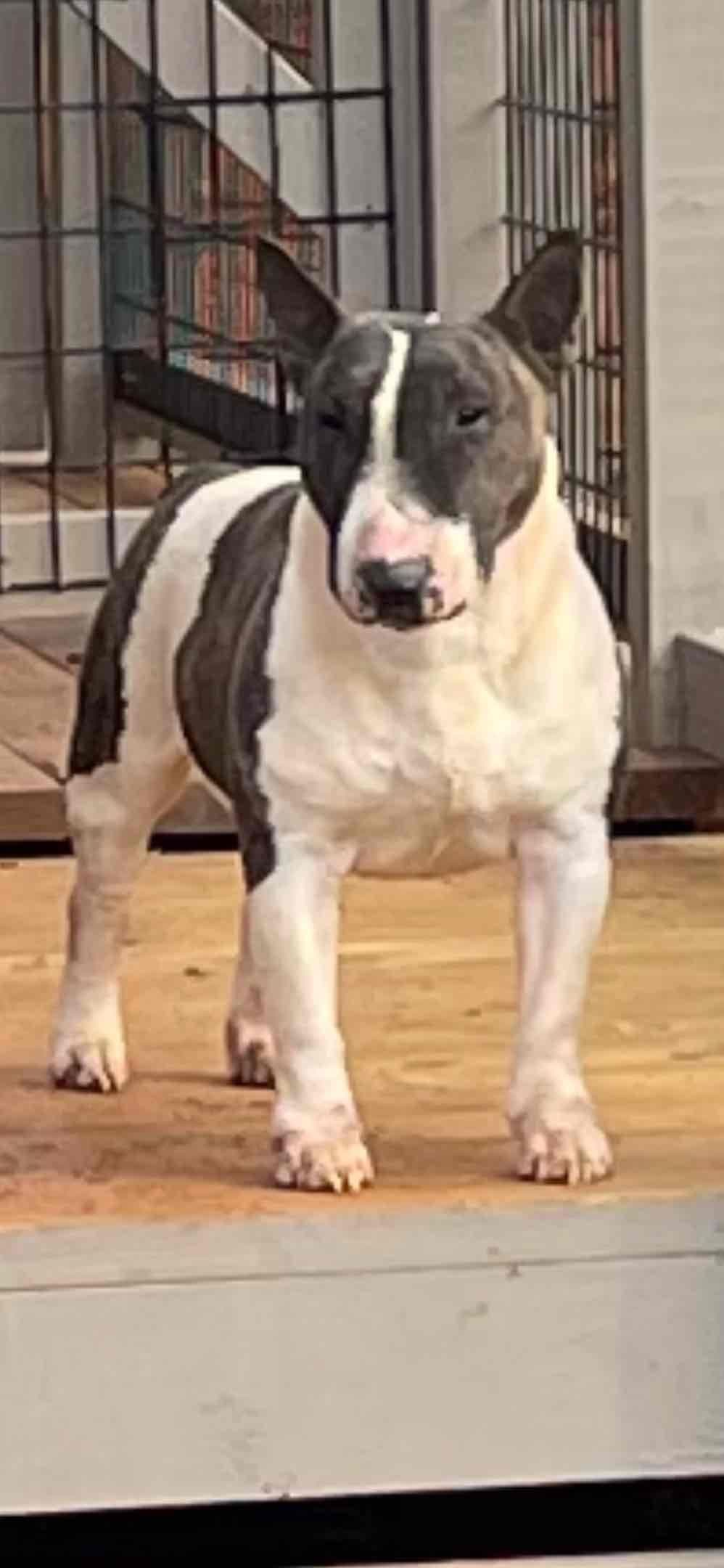 Miniature Bull Terrier Puppies breeder image 16