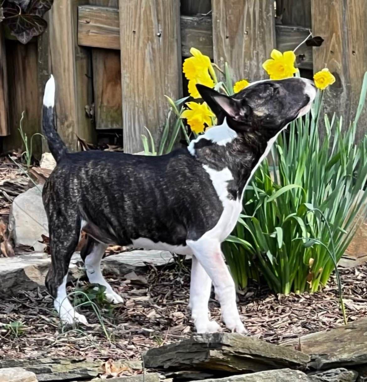 Miniature Bull Terrier Puppies breeder image 20