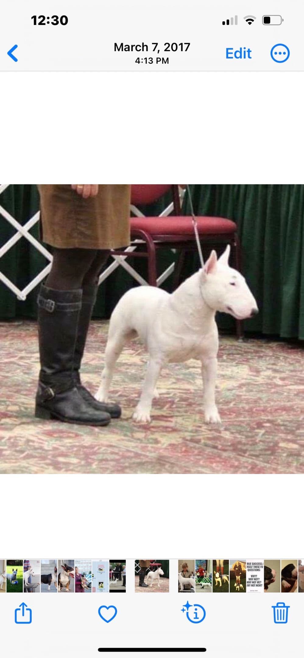Miniature Bull Terrier Puppies breeder image 21