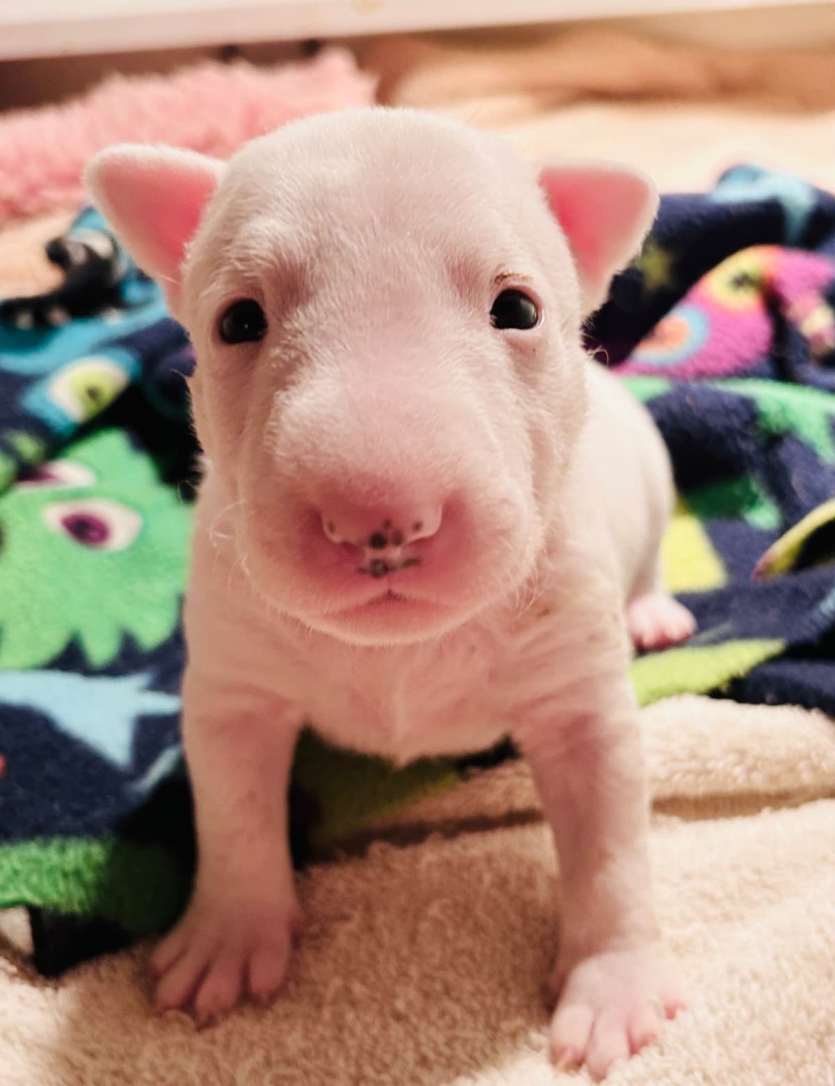 Miniature Bull Terrier Puppies breeder image 24