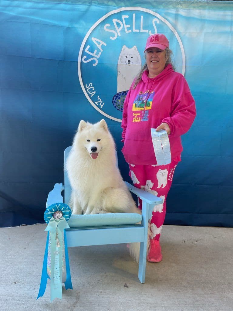 Samoyed Puppies breeder image 7