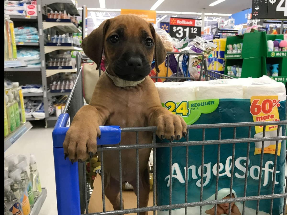 Rhodesian Ridgeback Puppies breeder image 6