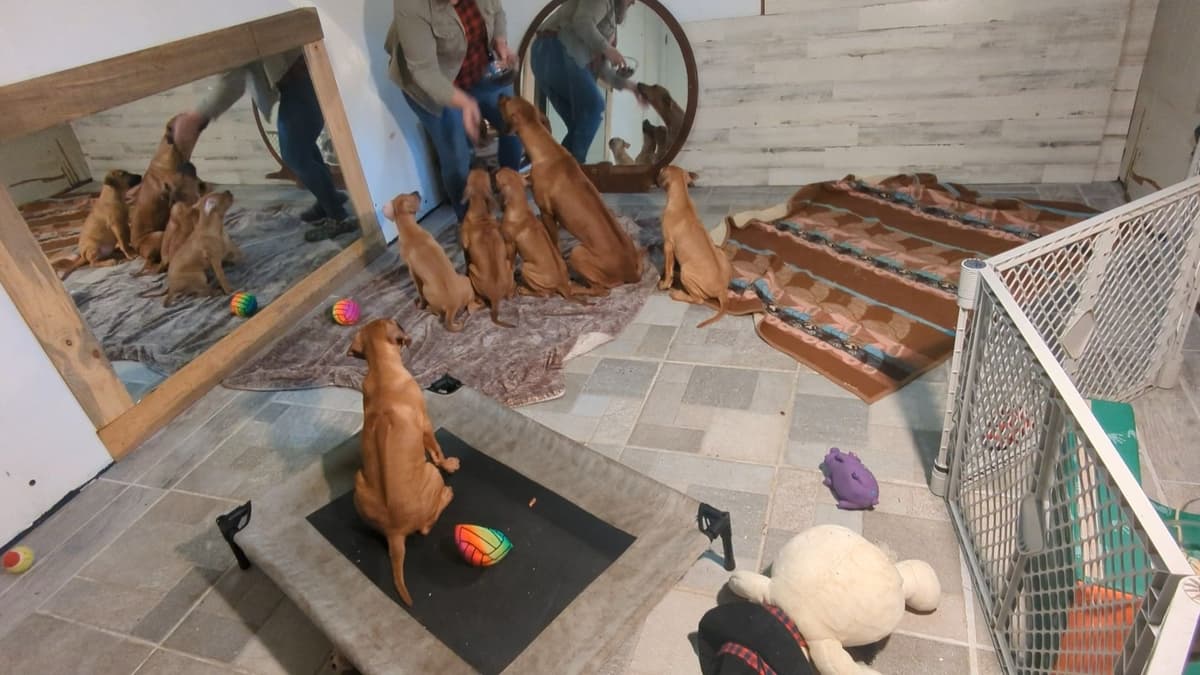 Rhodesian Ridgeback Puppies breeder image 16