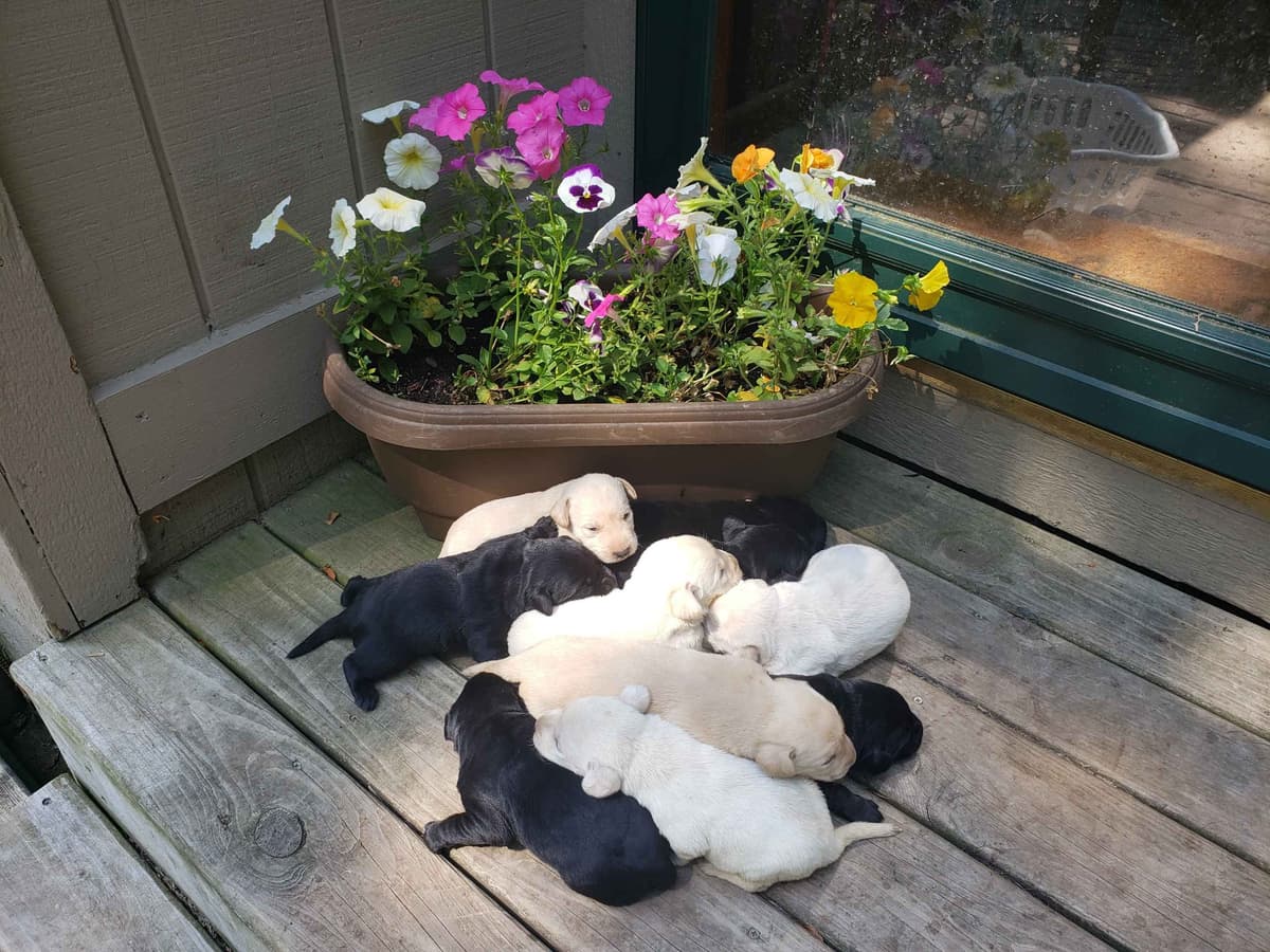 Labrador Retriever 8 yr Black Female $295 breeder image 8