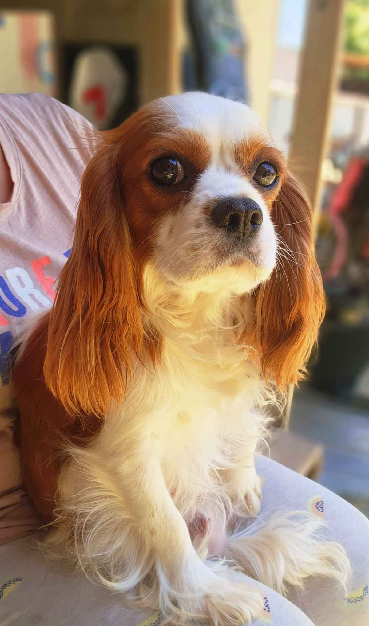 Cavalier King Charles Spaniel Puppies breeder image 3