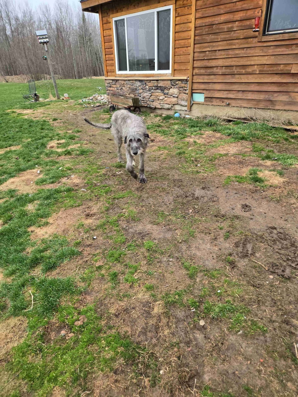 Irish Wolfhound Puppies breeder image 3