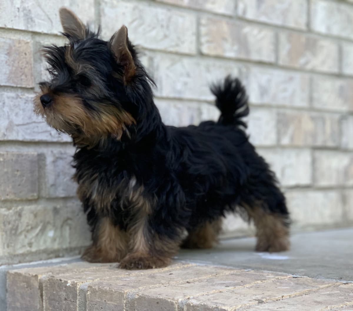 Silky Terrier Puppies breeder image 18