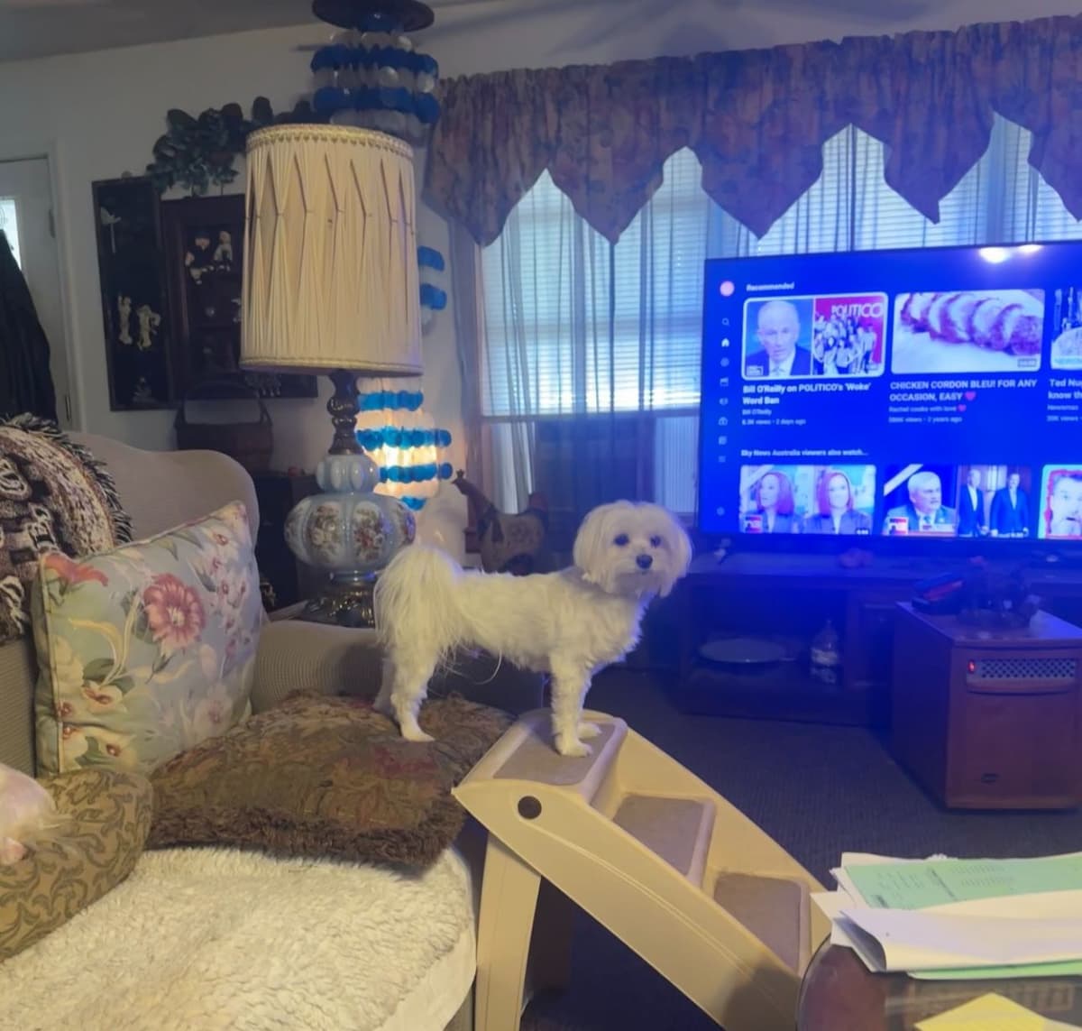 Maltese Puppies breeder image 2