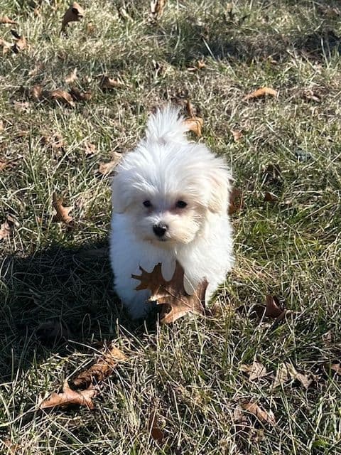 Maltese Puppies breeder image 3