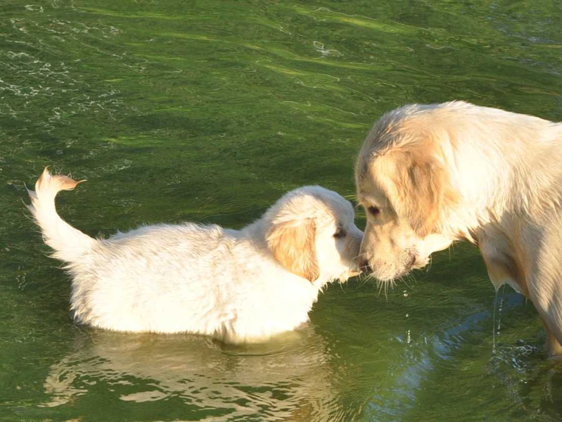 Cavalier King Charles Spaniel Puppies breeder image 25