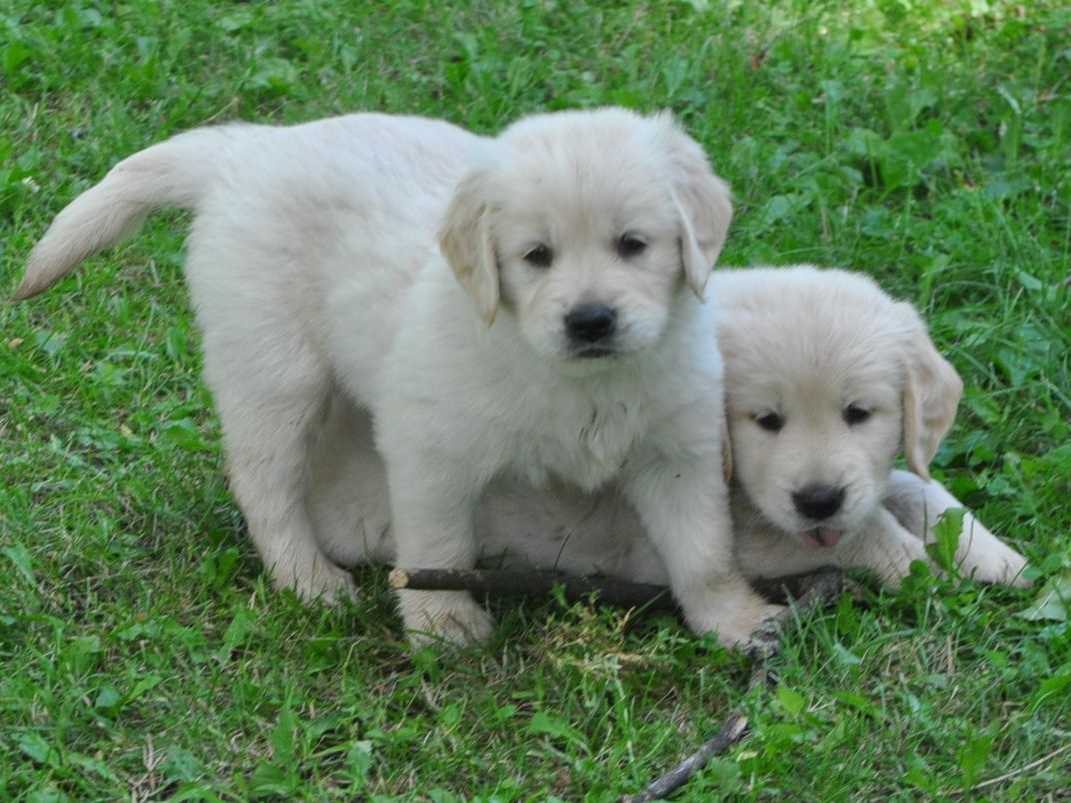 Cavalier King Charles Spaniel Puppies breeder image 27