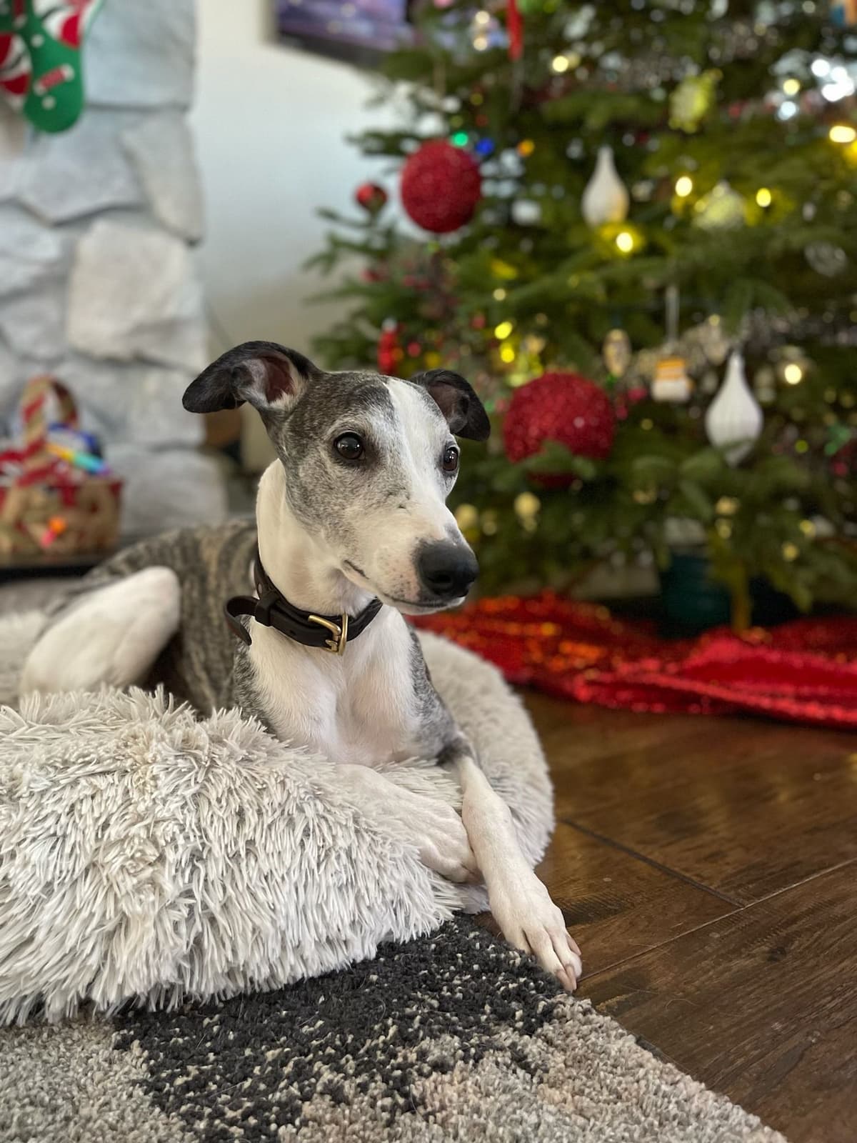 Whippet Puppies breeder image 2
