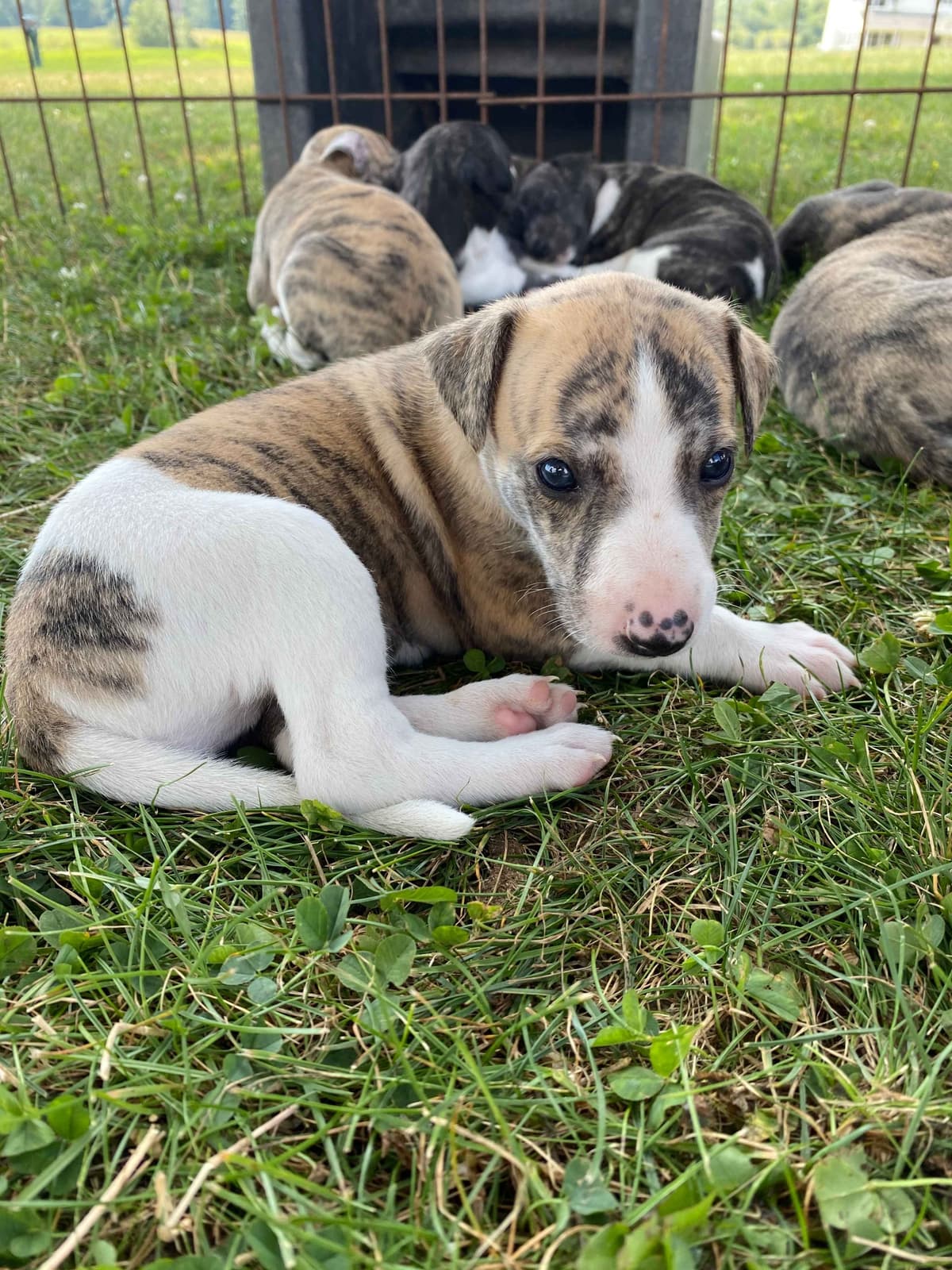Whippet Puppies breeder image 14