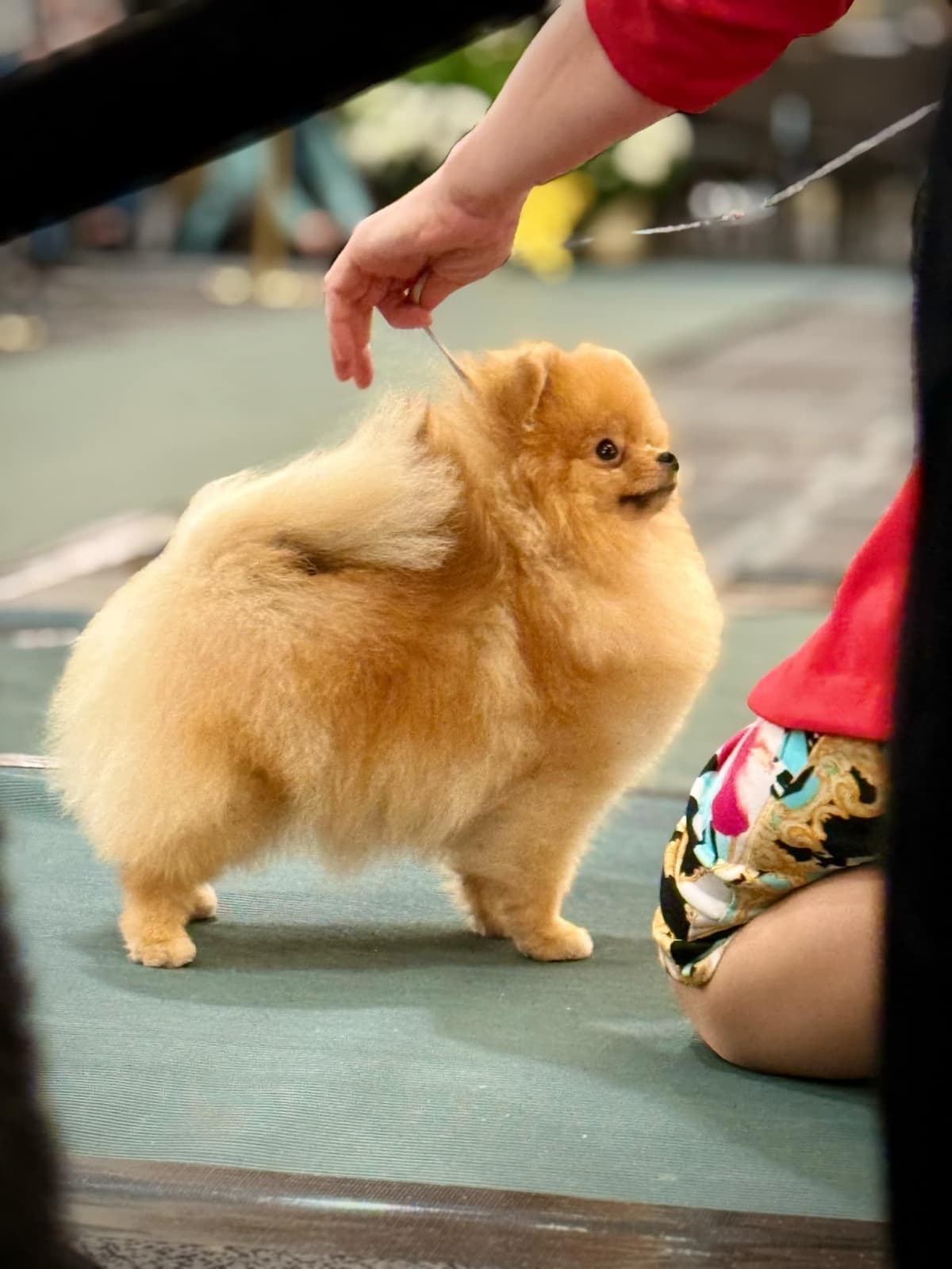 Pomeranian Puppies breeder image 6