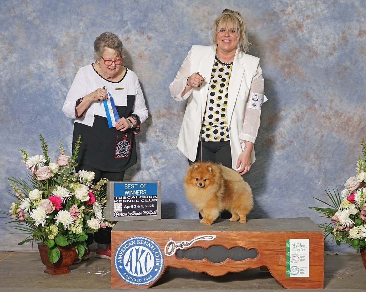 Pomeranian Puppies breeder image 19