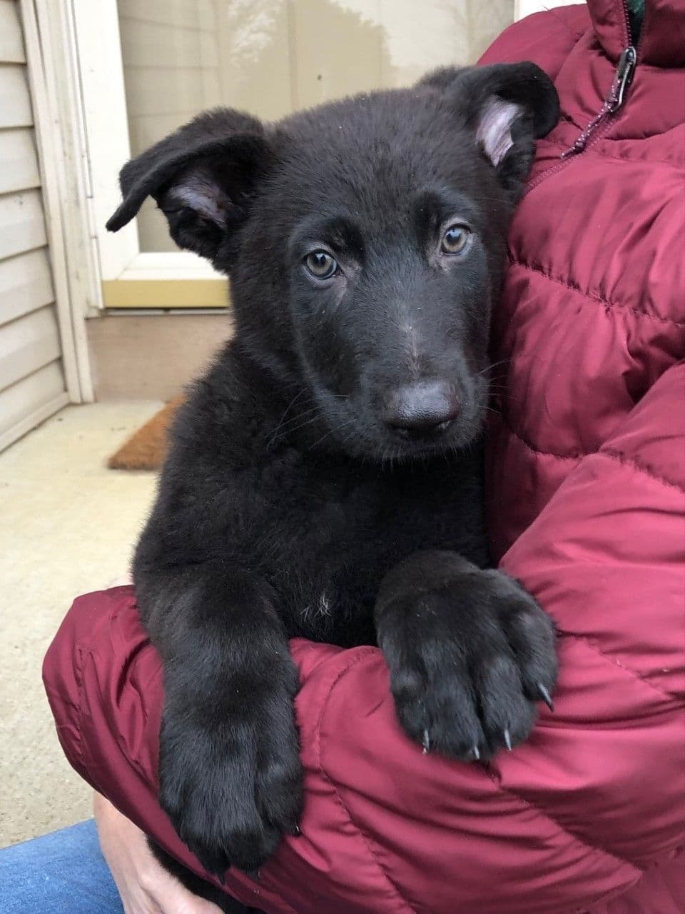 German Shepherd Dog Puppies, Mink Street Shepherds breeder image 28